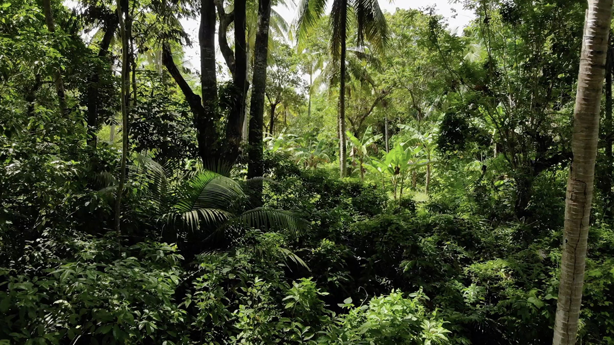 UN forest instrument key to slowing degradation