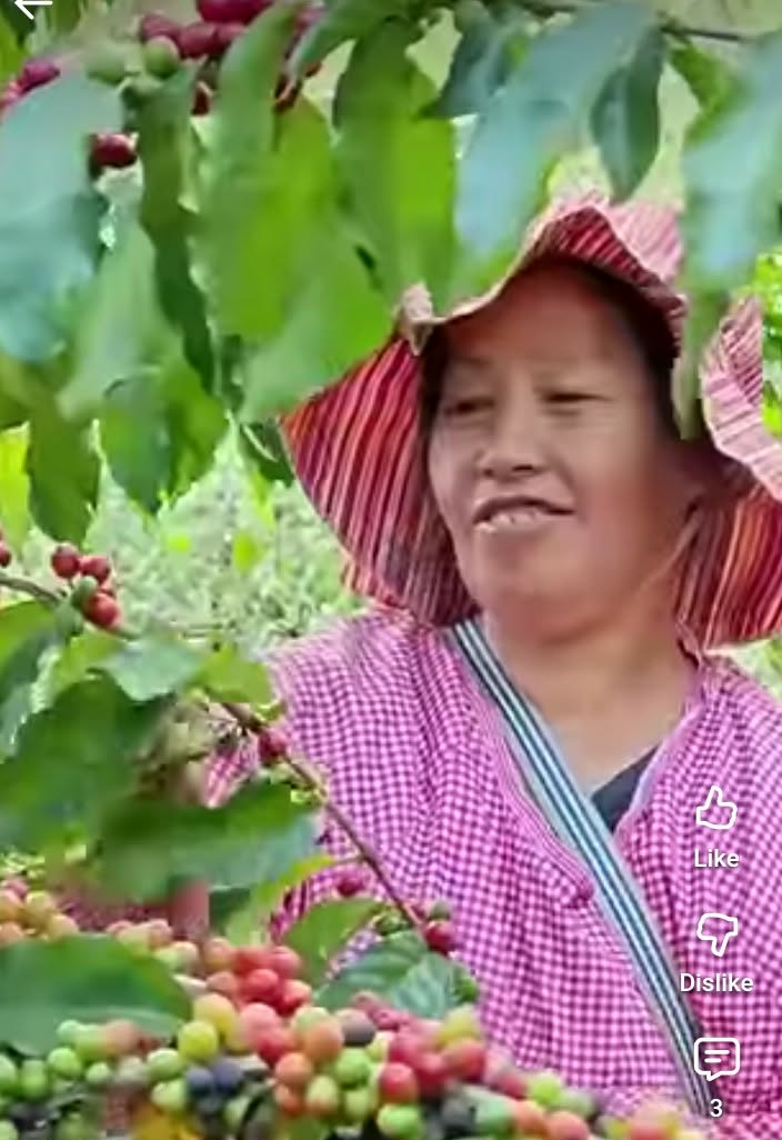 Dolores: Coffee leader ng Quezon