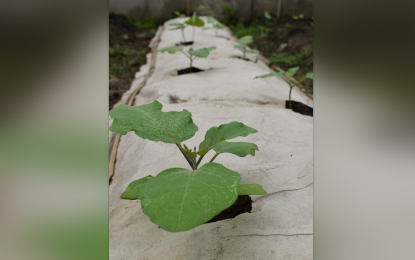 DOST develops biodegradable paper mulch for sustainable farming