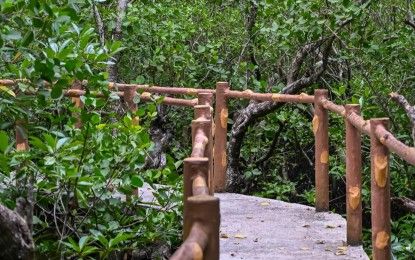 Samar’s Mangrove Safari, new eco-tourism destination?