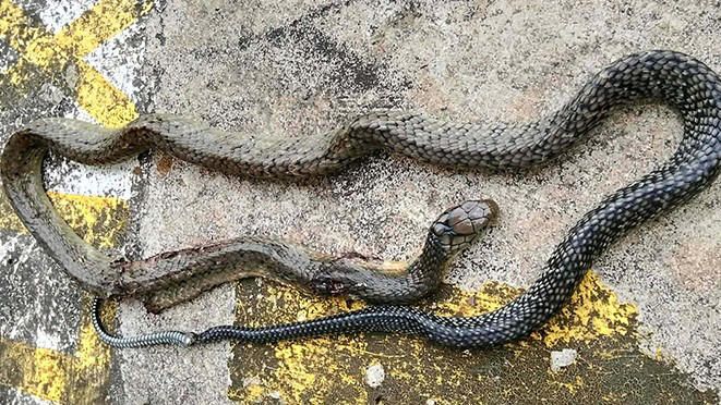 Utility Worker Survives Cobra Bite