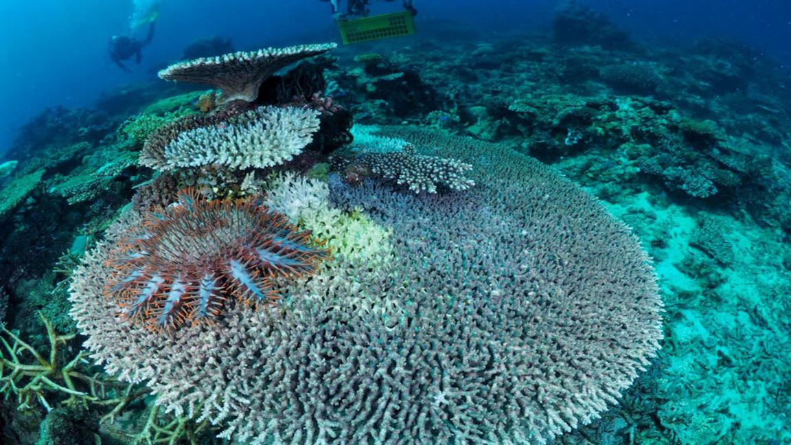 Outbreak of fiercely destructive starfish in coral reefs of Mambulao town in Camarines Norte photo from ABS-CBN News Outbreak of fiercely destructive starfish in coral reefs of Mambulao town in Camarines Norte photo from ABS-CBN News