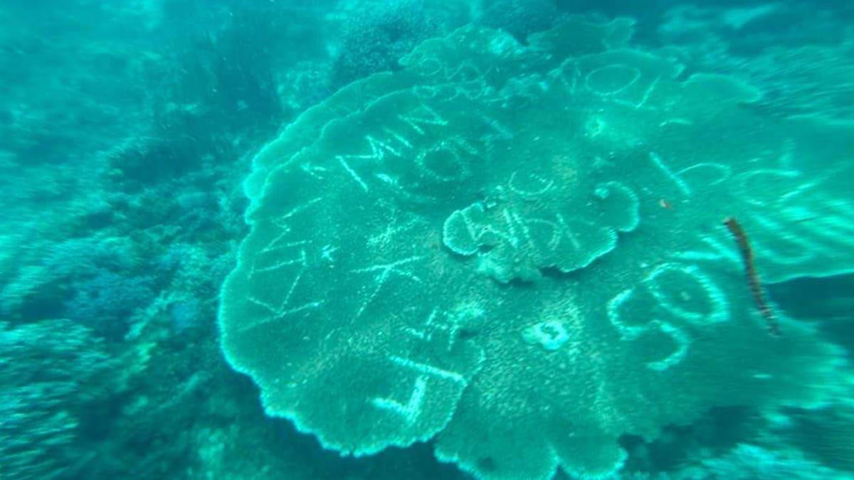 Hunt on vs. vandals of Bohol’s coral reefs