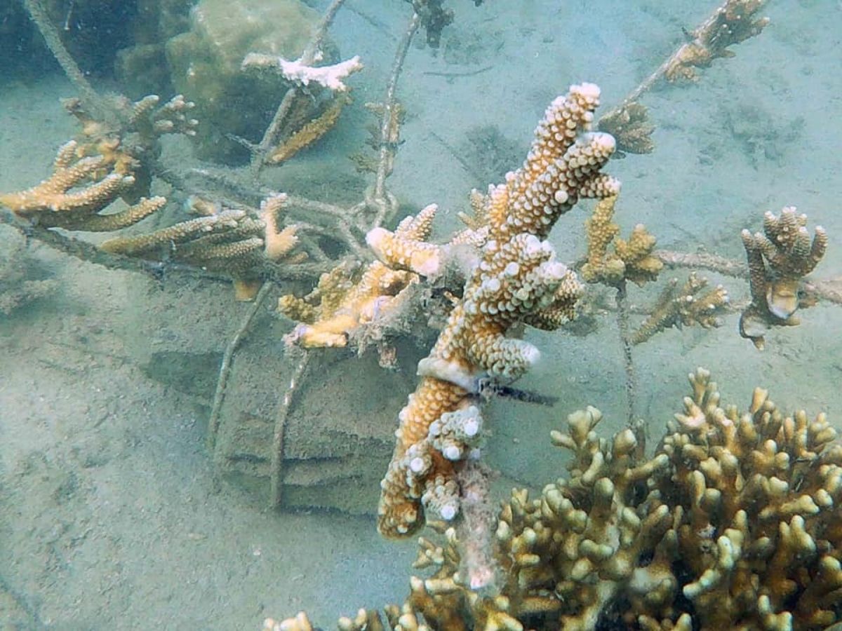 Photo from Mambulao Artsncrafts