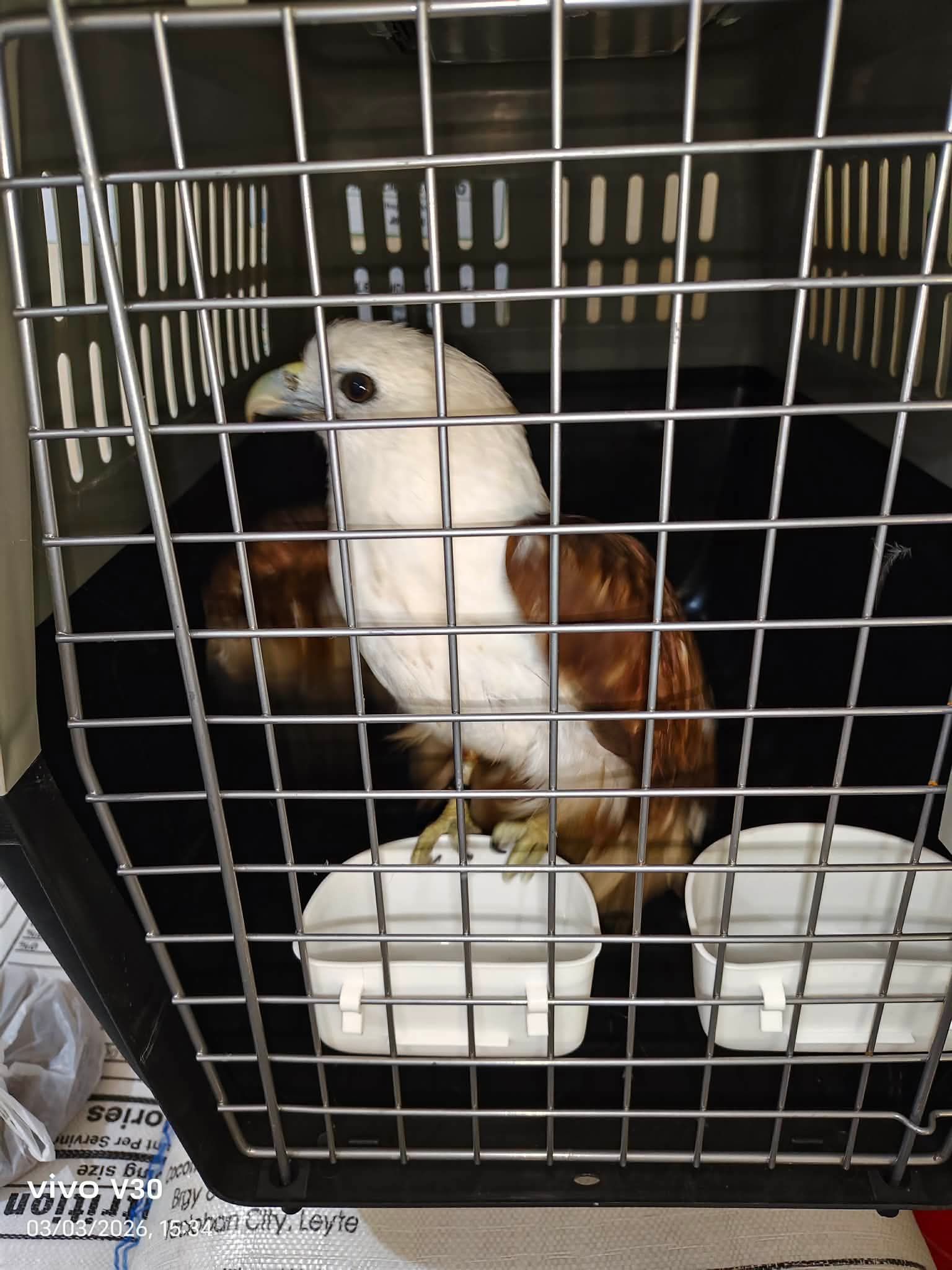 Brahminy Kite rescued in Daram