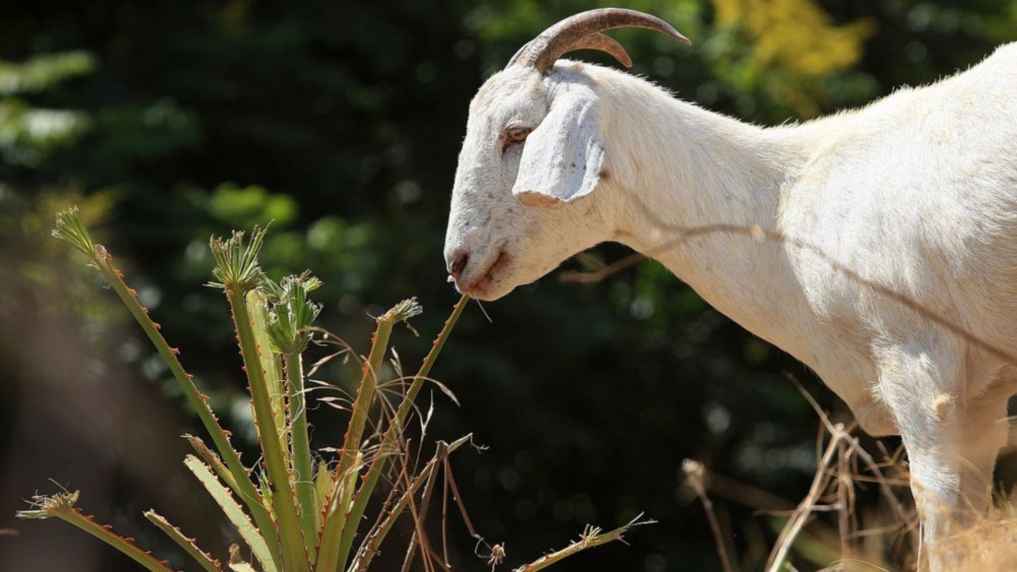Vegetation-eating goats help prevent California wildfires photo from Bloomberg