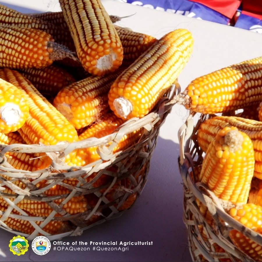 Unang Calabarzon Corn Derby sa Quezon