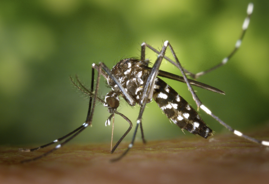 Chikungunya Spreads in Samar