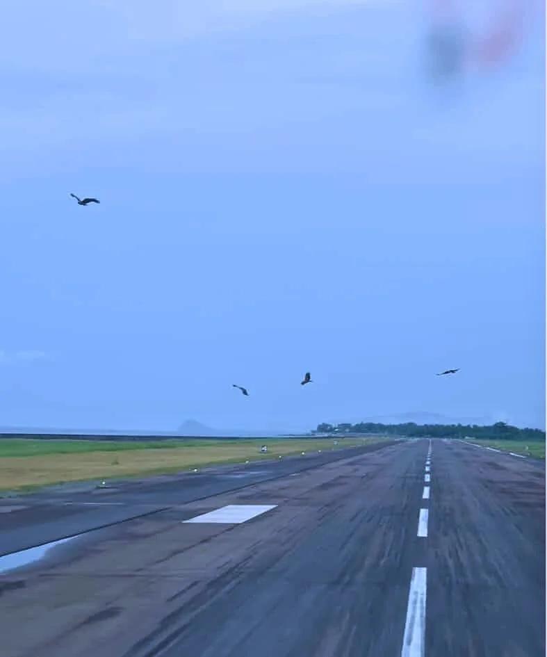 AirAsia PH joins initiative vs. bird strikes