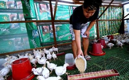 Bird flu affects Leyte town