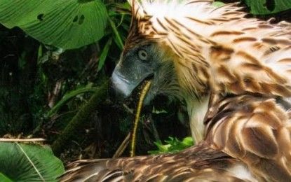 Philippine Eagle rescued in Burauen