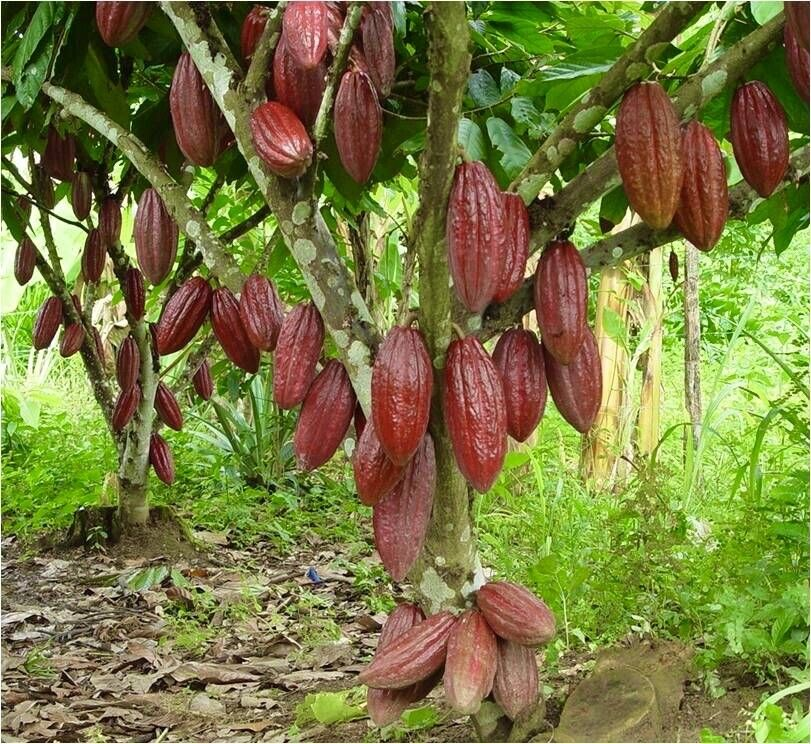 Switzerland Nakikita Ang Potensyal Ng Cacao Industry Sa Batangas