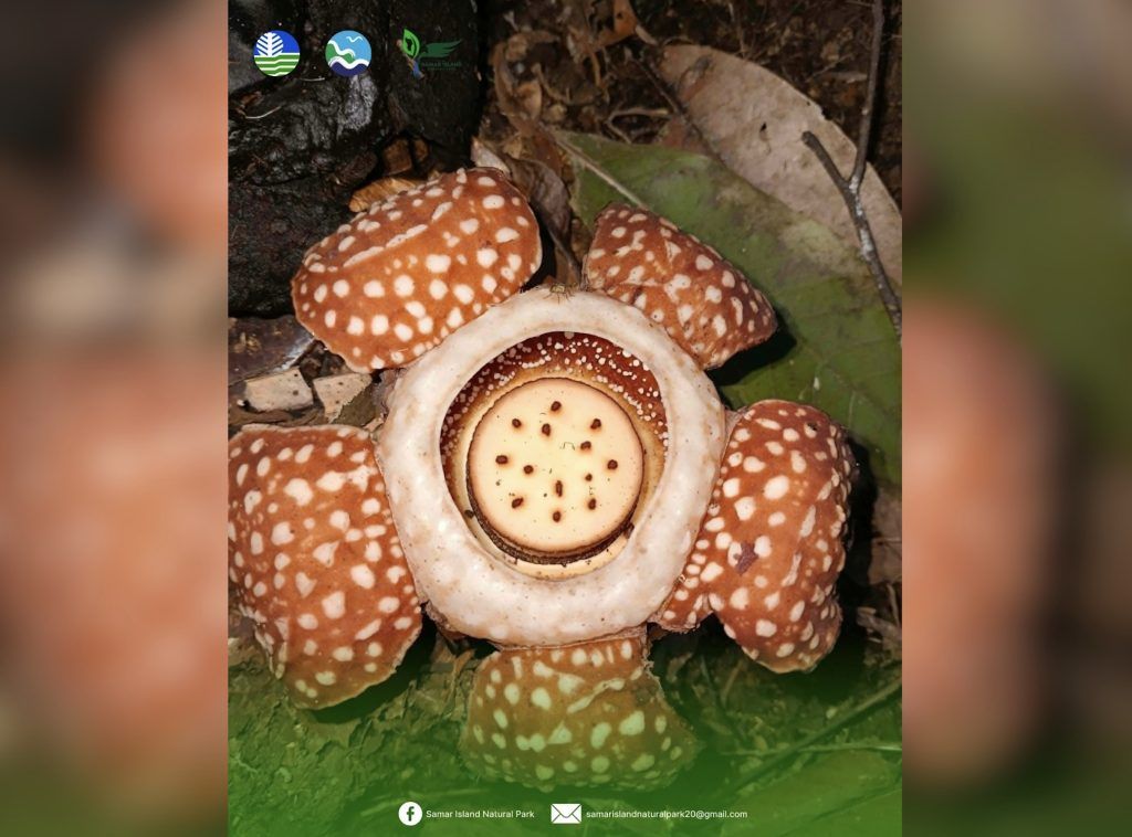 Race to Save a Rare Samar Flower