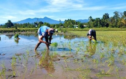 TESDA trained over 56K rice farmers, dependents in 2023