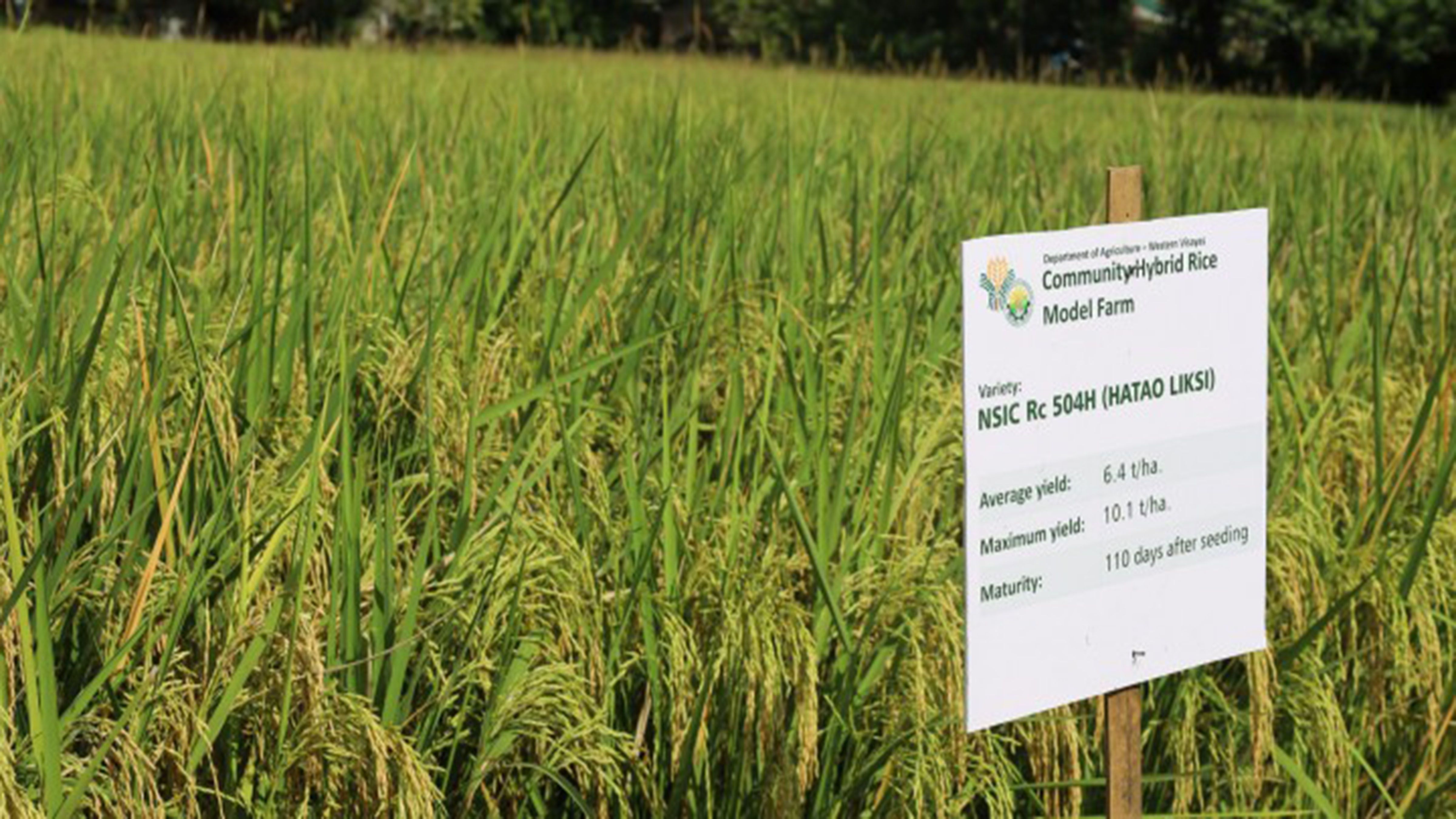 Hybrid rice for self sufficiency