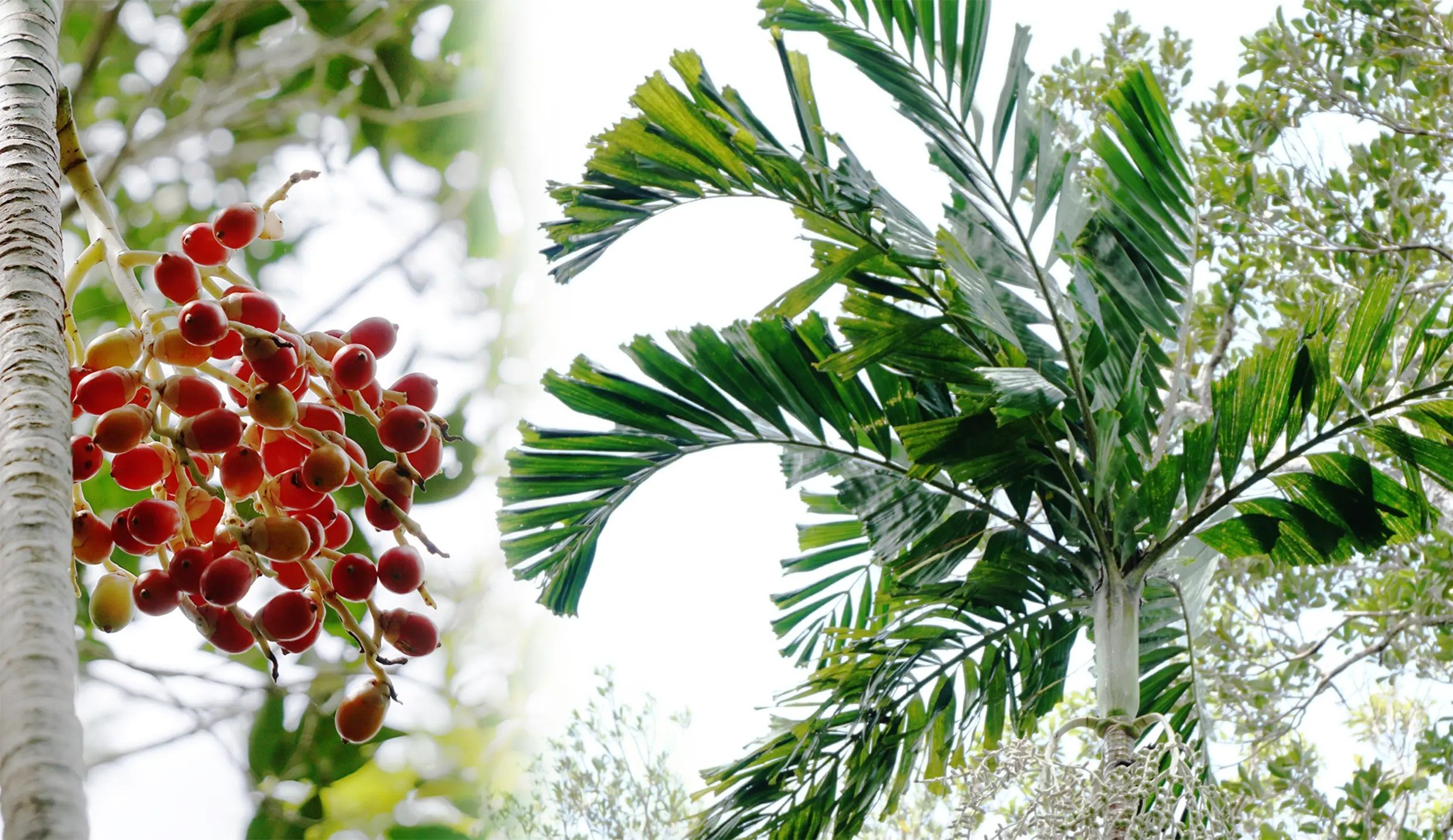 New palm species discovered in Samar