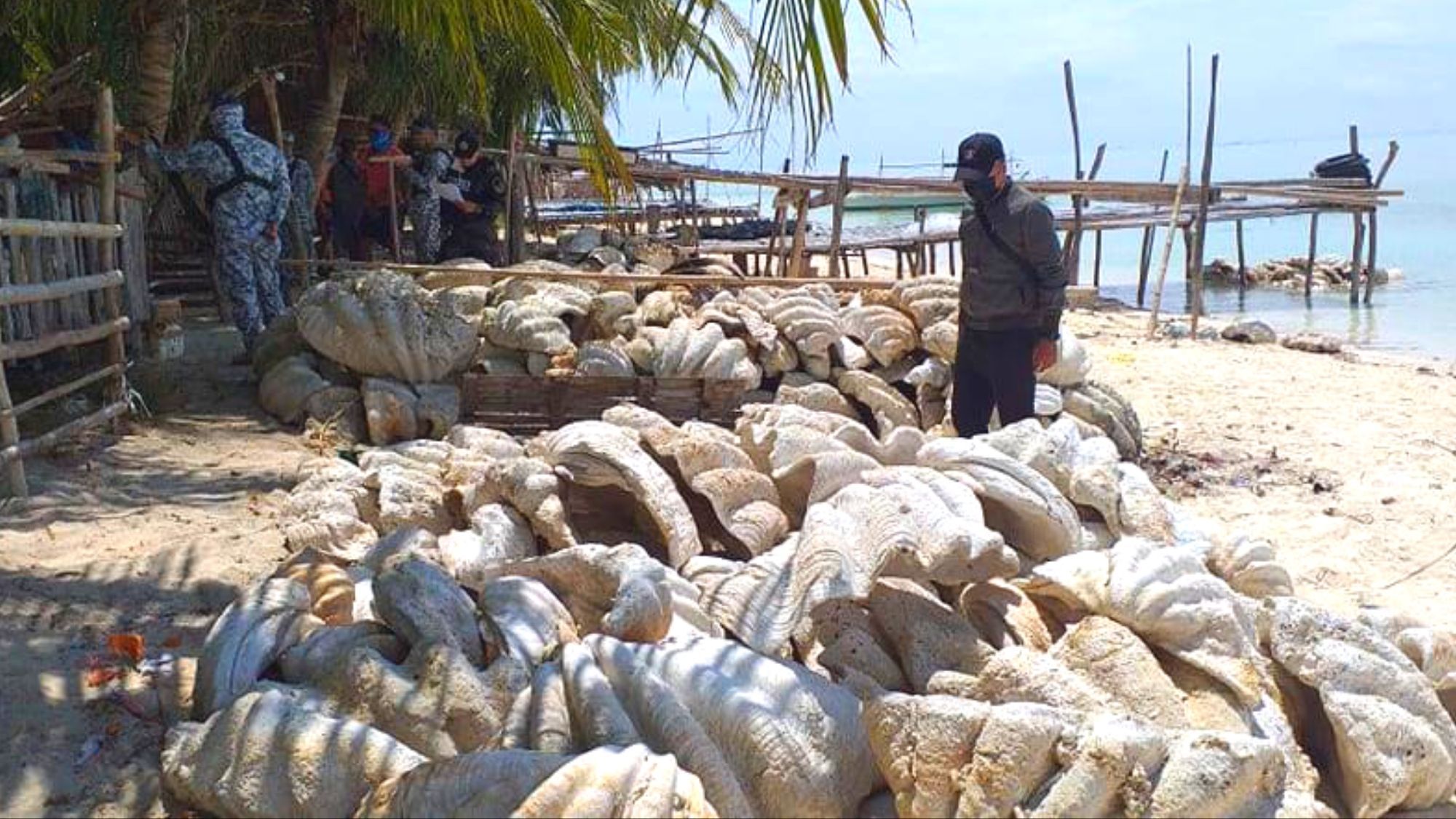 Pseudo- scientists! DENR wages war vs illegal clam traders in Palawan