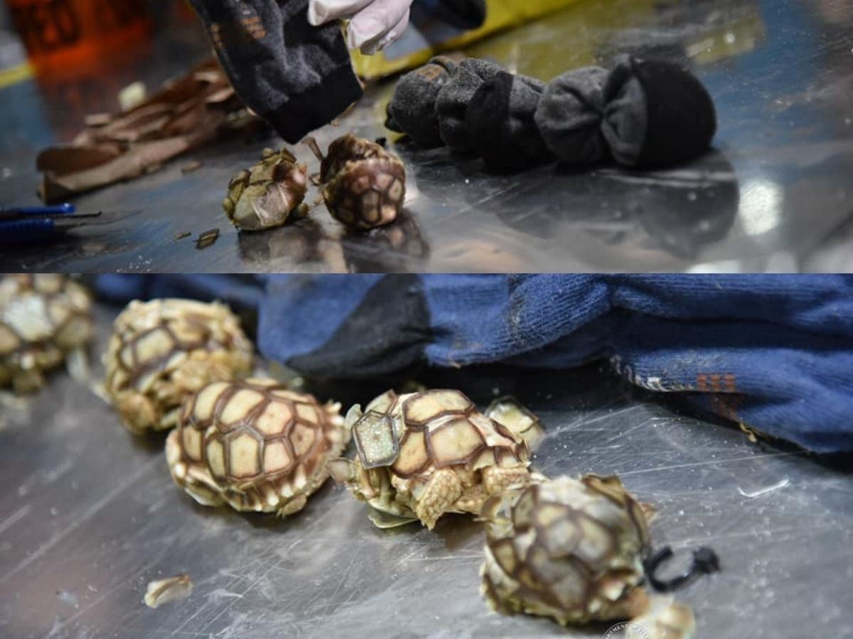 Preserved wildlife specimens seized at NAIA
