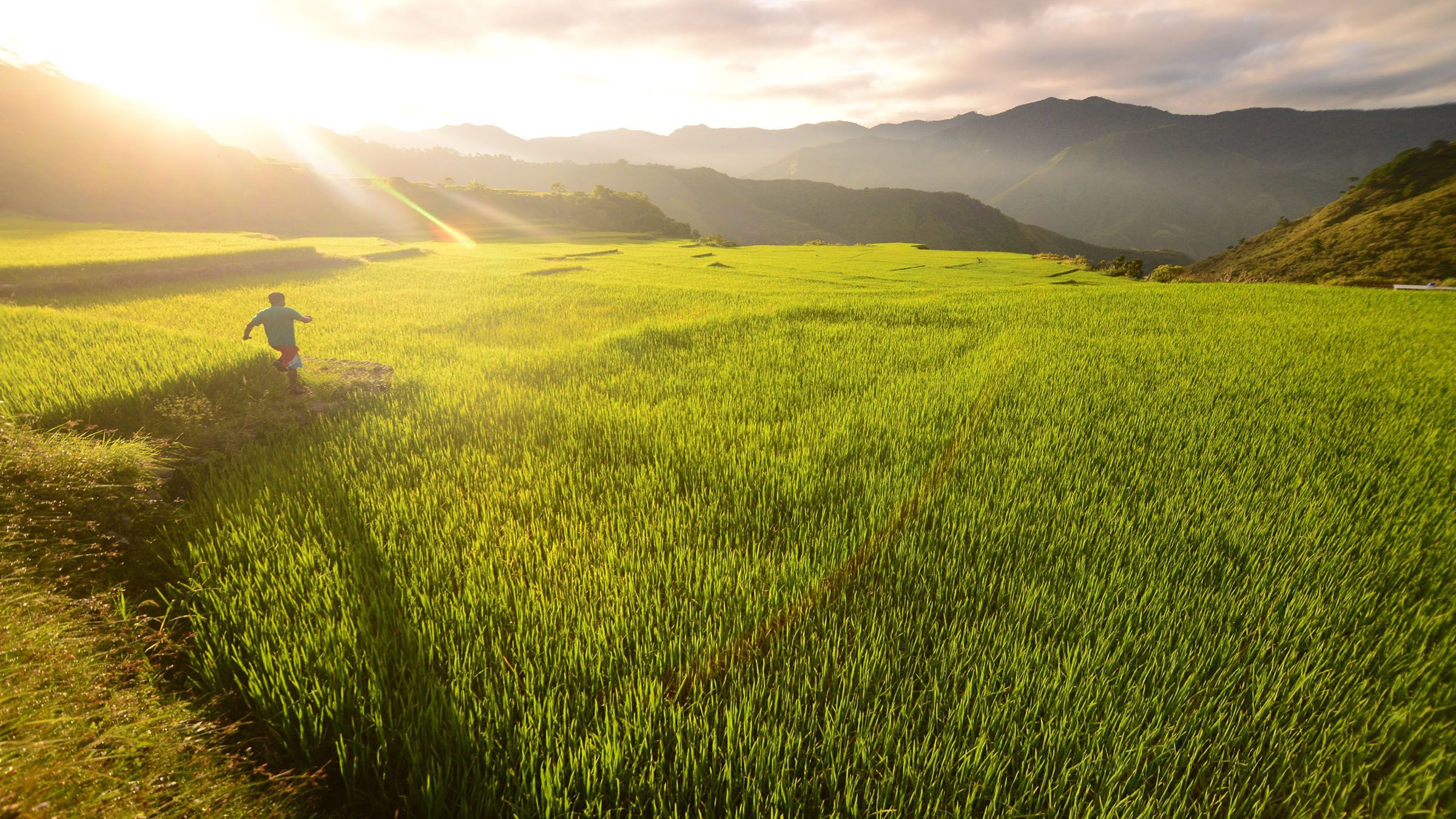 Rice production in Phl remains good despite challenges