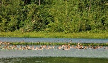 Increasing Number of Wild Ducks, A Good Sign