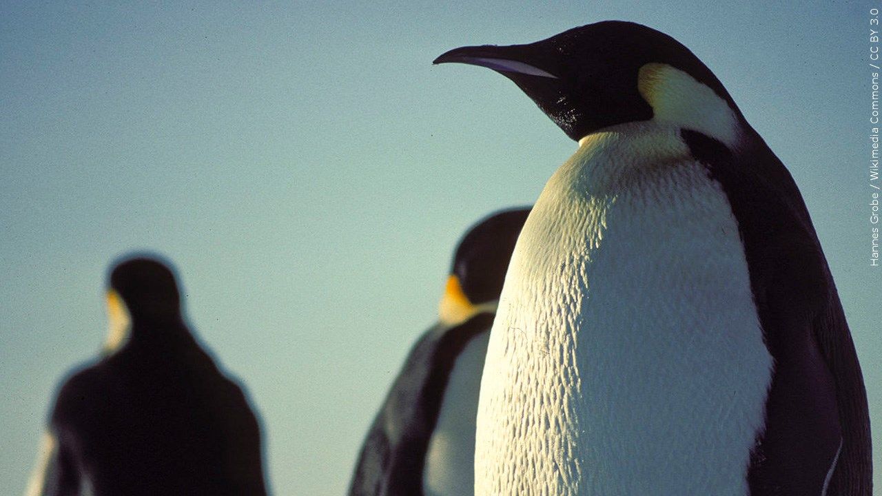 Bad news for the Emperors; melting ice could spell doom for penguins photo from 41NBC