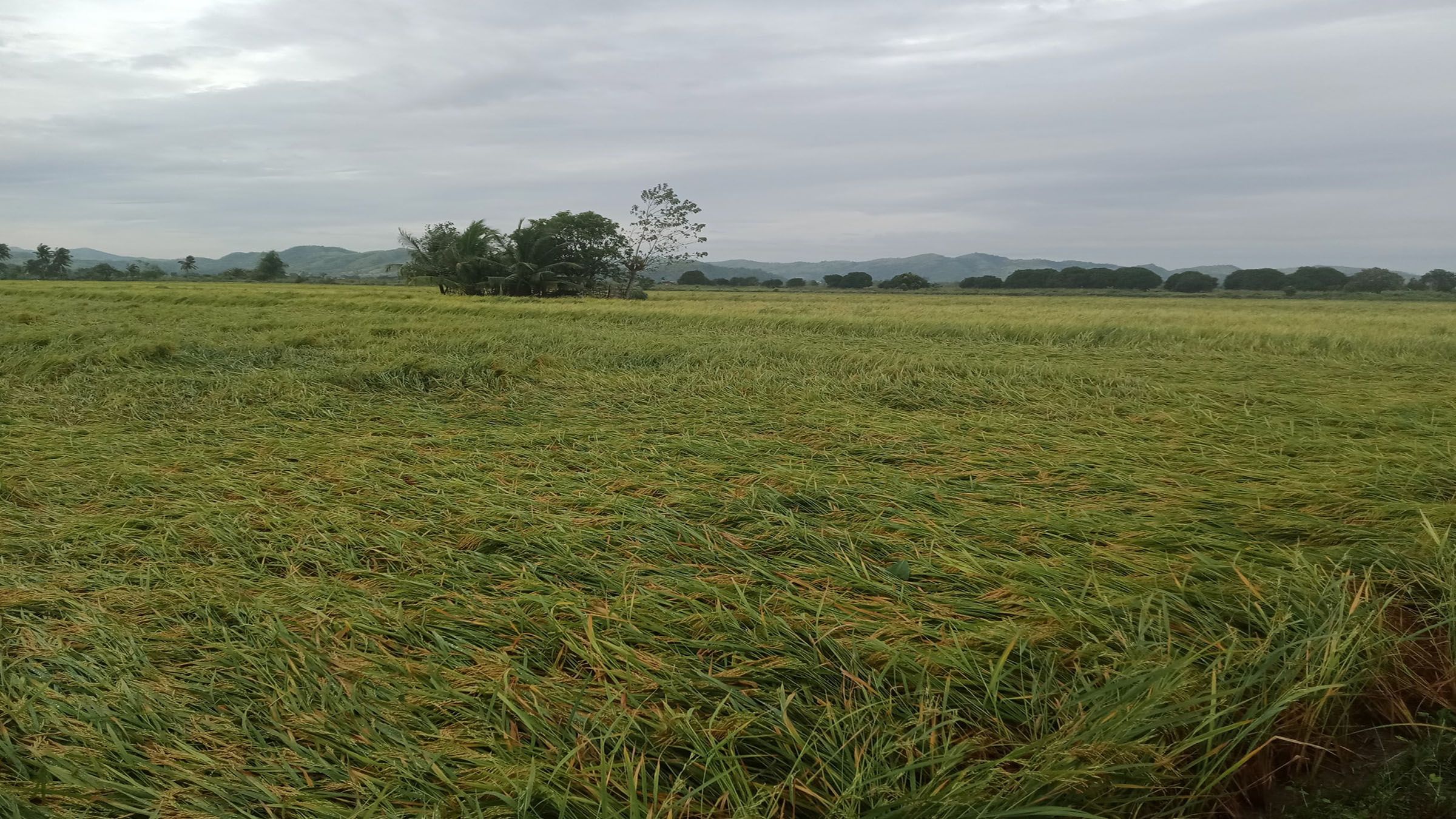 Nueva Ecija farmer grieves as “Karding” destroys his rice fields