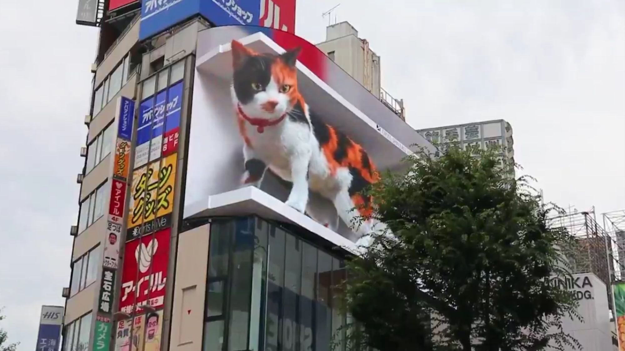 Another reason to visit Japan!  Huge 3D cat amazes passersby in Tokyo’s Shibuya Crossing captured from @cross_s_vision, twitter