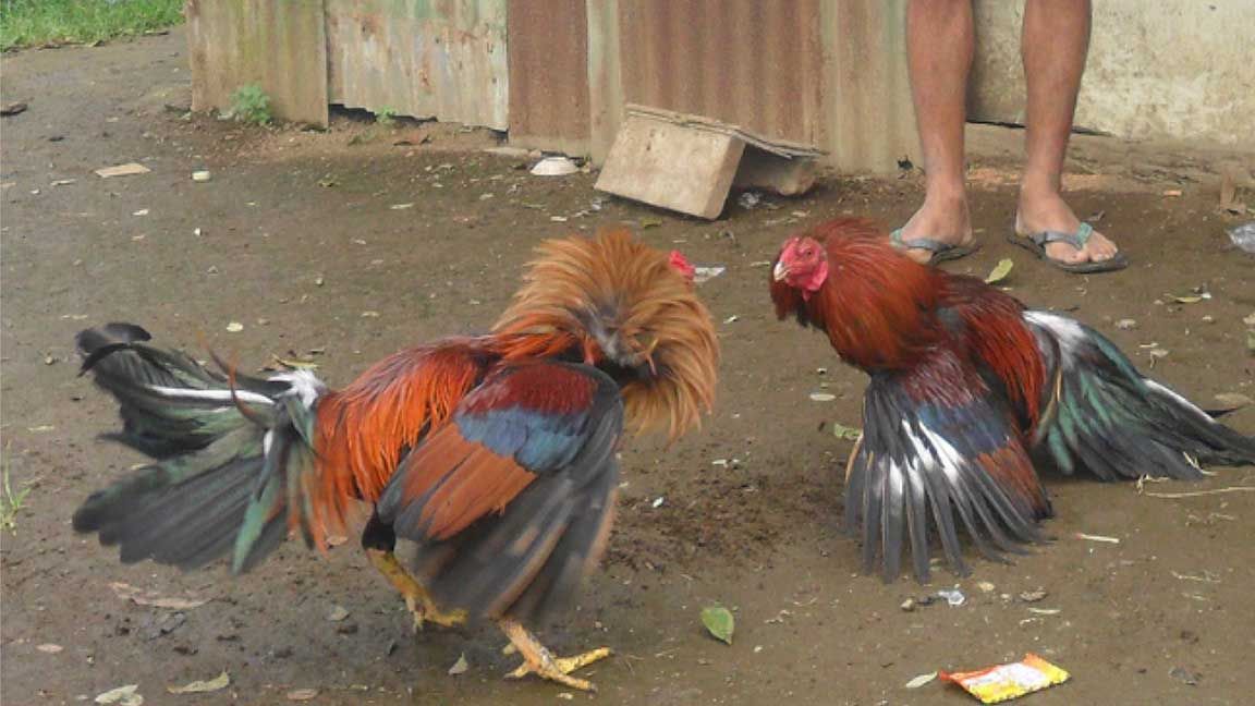 Illegal cockfights send two suspects behind bars