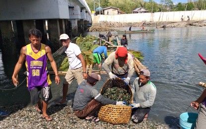 Samar bay tests positive for red tide