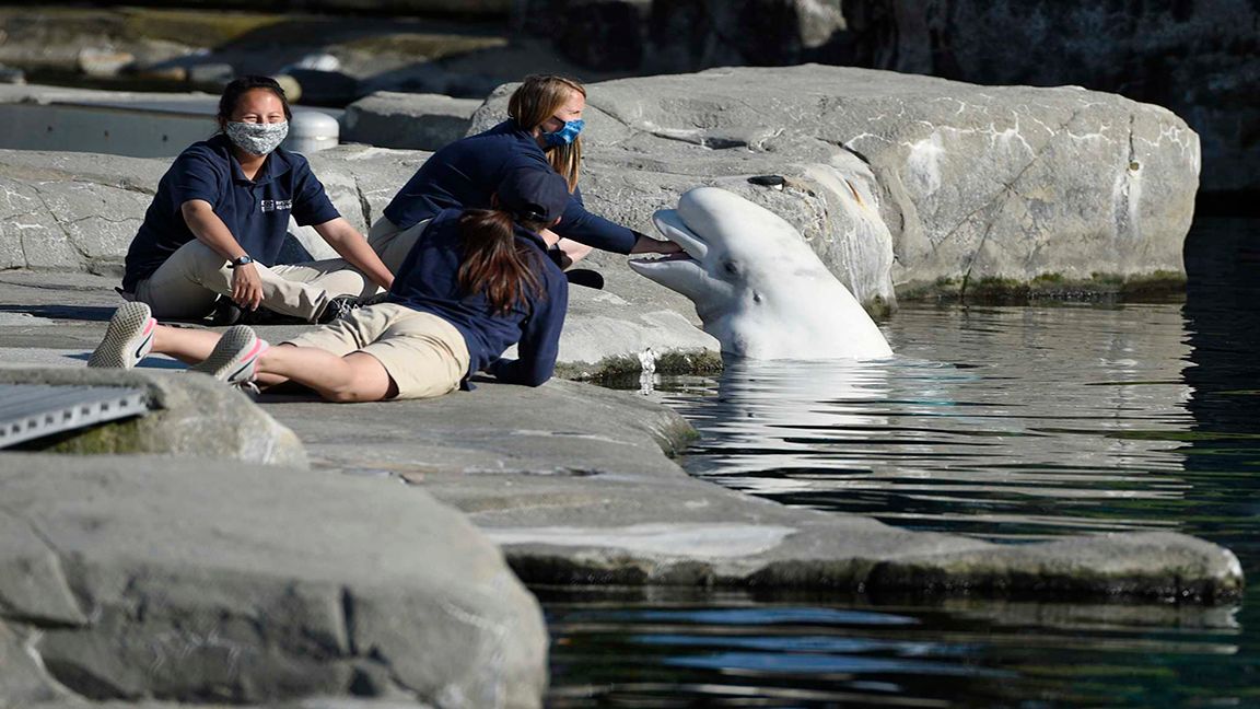 Whale dies 3 months after moving from Canada to Connecticut photo from Yahoo