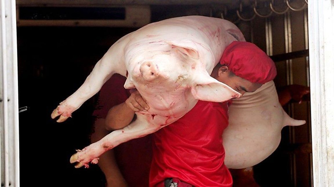 How to kill local hog industry without really trying The stench of pork imports Philippines Star