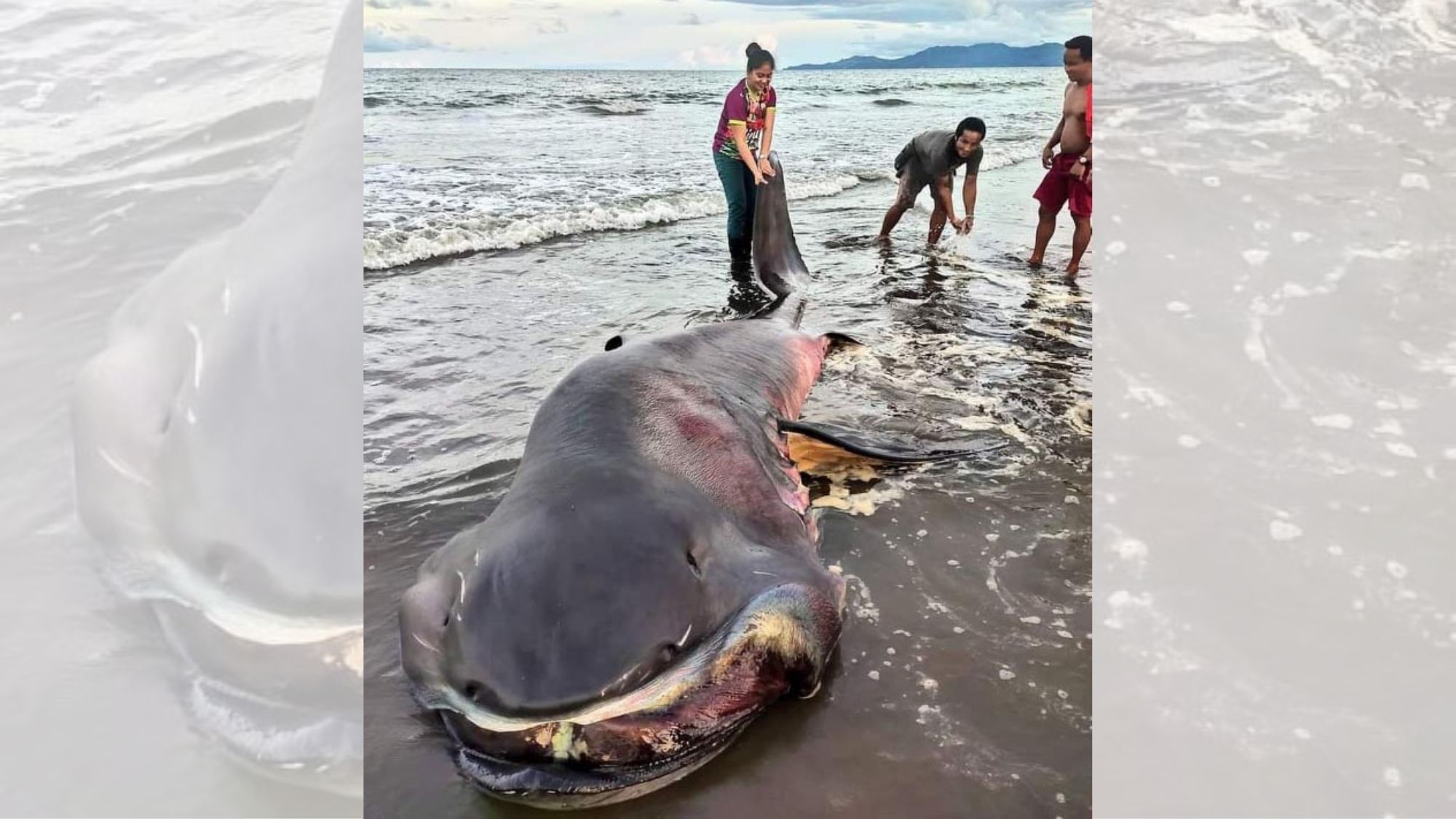 DEAD MEGAMOUTH SHARK