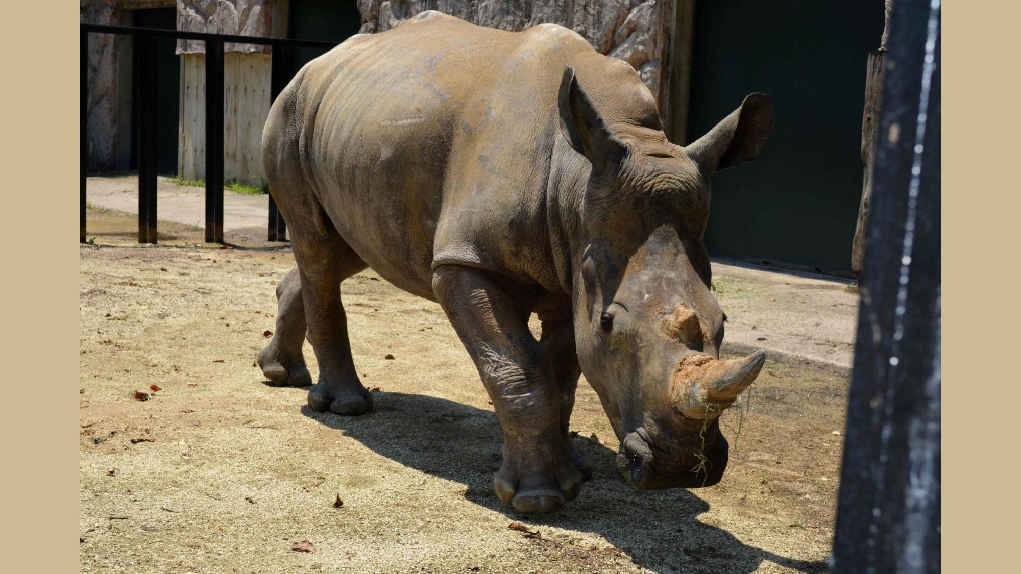 Looking for love, white rhino 'Emma' lands in Japan 