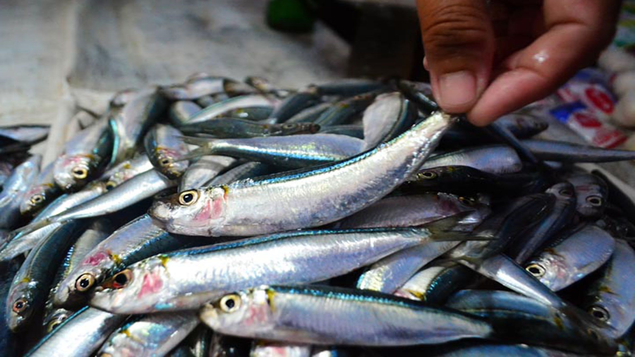 Fisherfolk decry fabricated 'shortage' of sardines for canneries