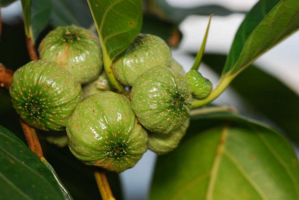 From ‘poison’ to ‘wonder fruit’?