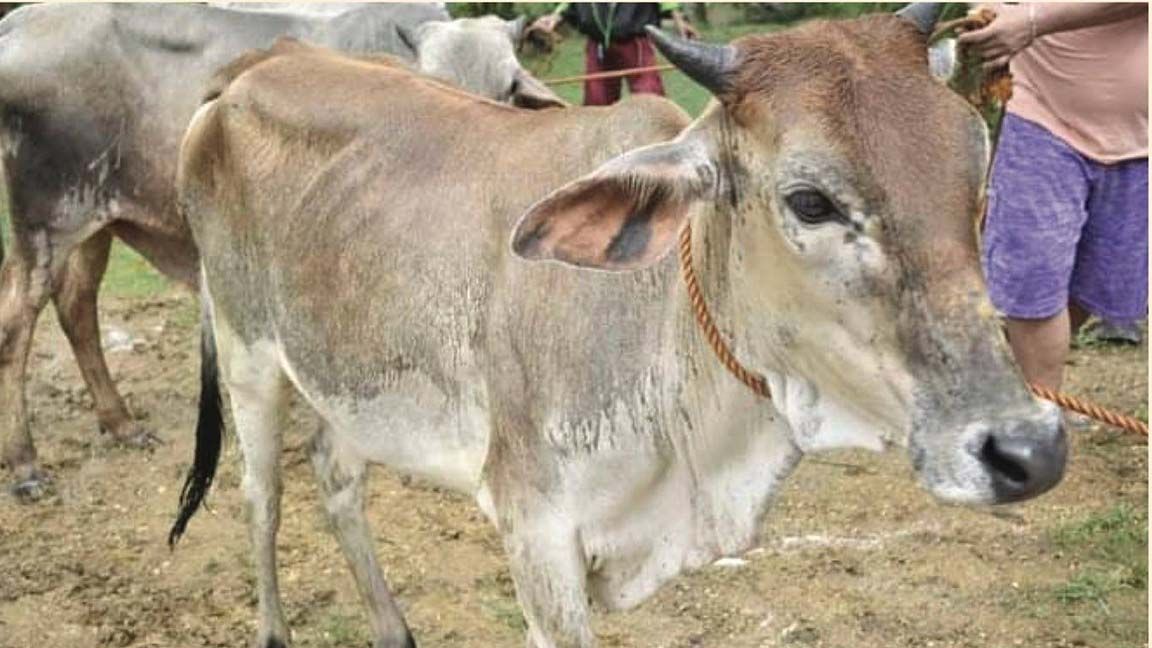 DA at Guinayangan LGU, namahagi ng livestock sa mga  magsasaka