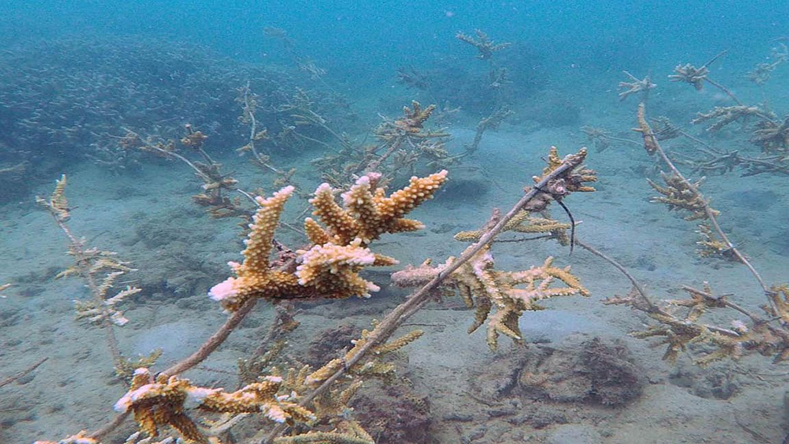 New lease on life for Mambulao Bay’s dead coral reefs photo by Mambulao Artsncrafts New lease on life for Mambulao Bay’s dead coral reefs photo by Mambulao Artsncrafts