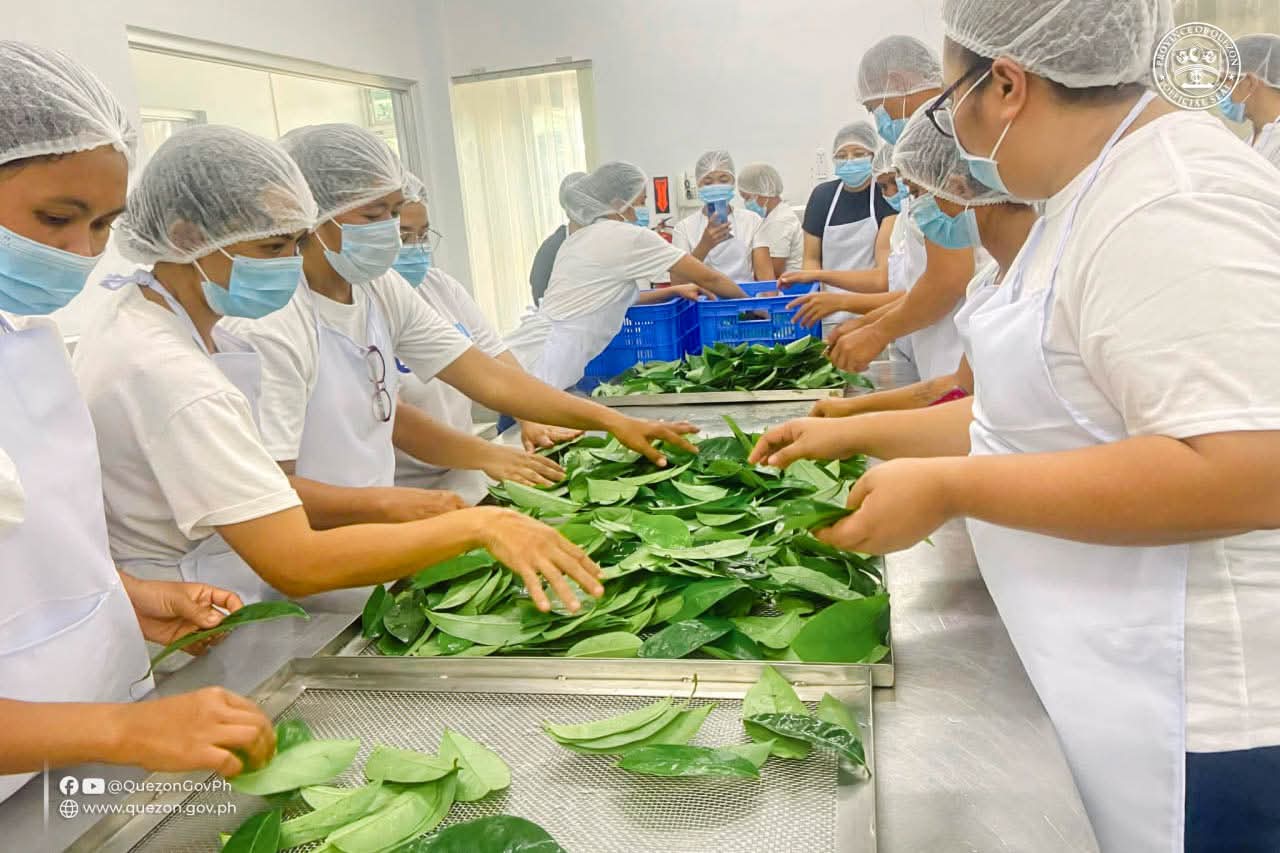 Mga magsasaka, sinanay sa guyabano tea making