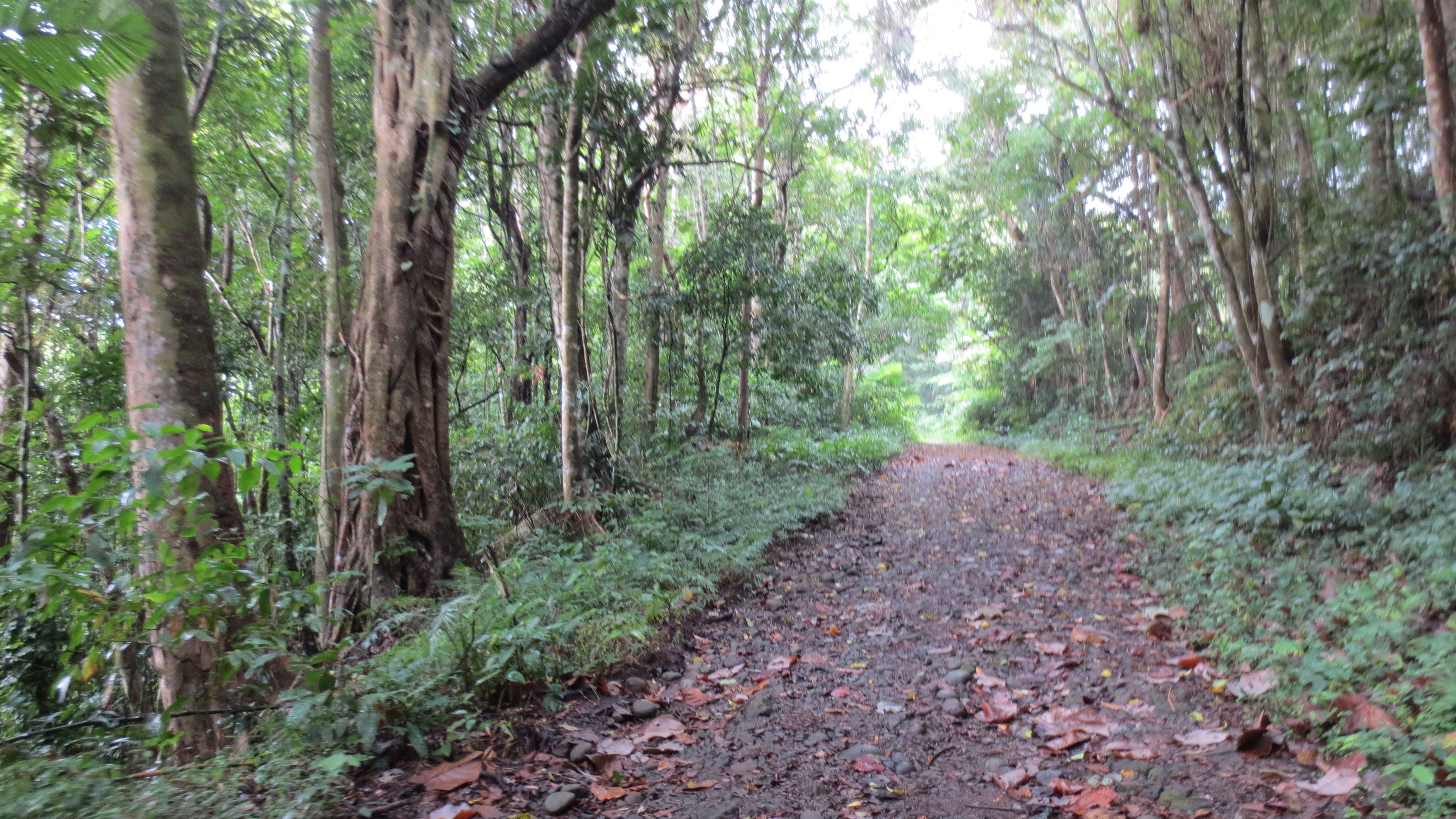 Potential biodiesel material from Mt. Makiling?