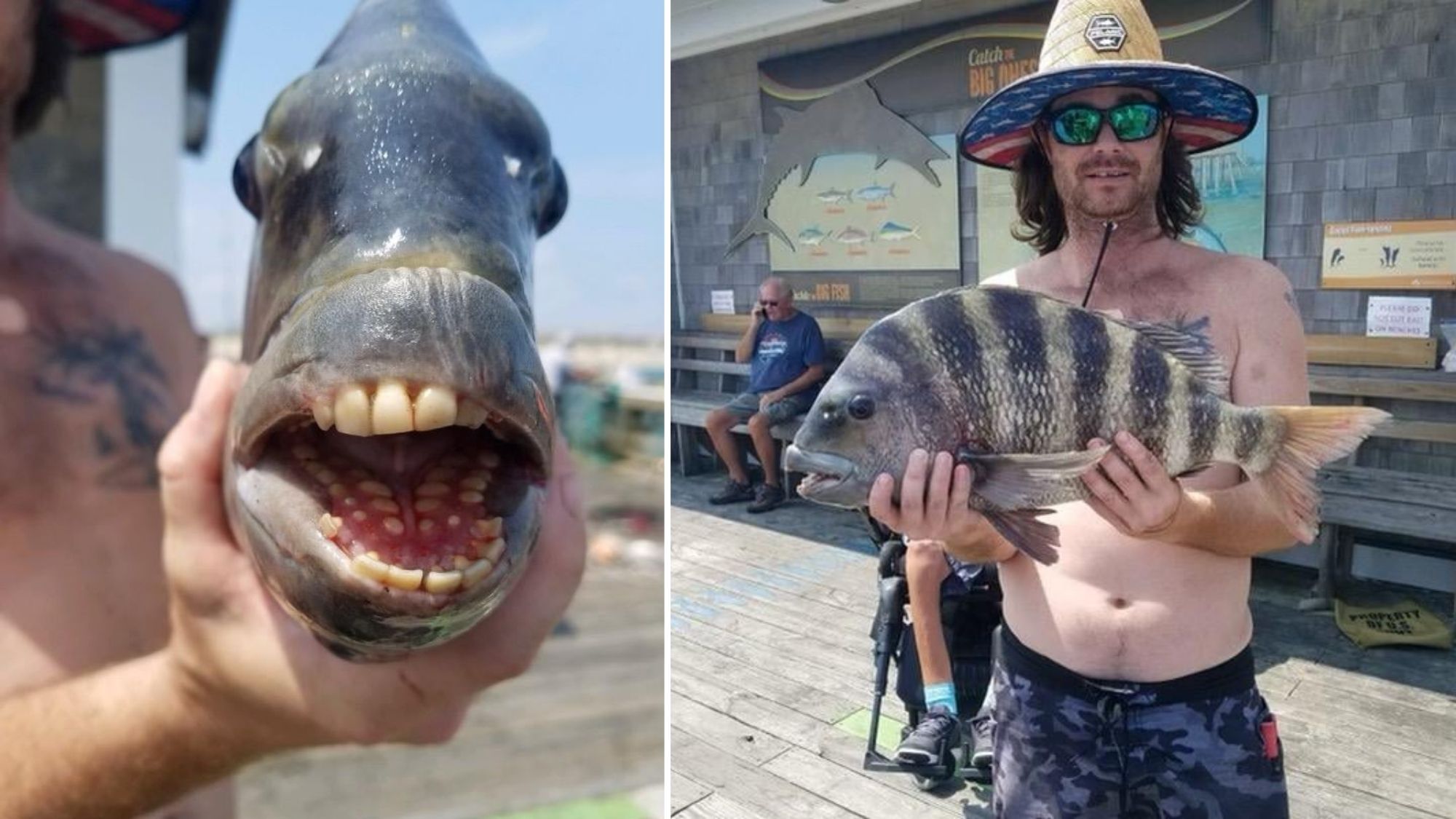 Fish with human-like teeth scares beachgoers photo from Jennette's Pier