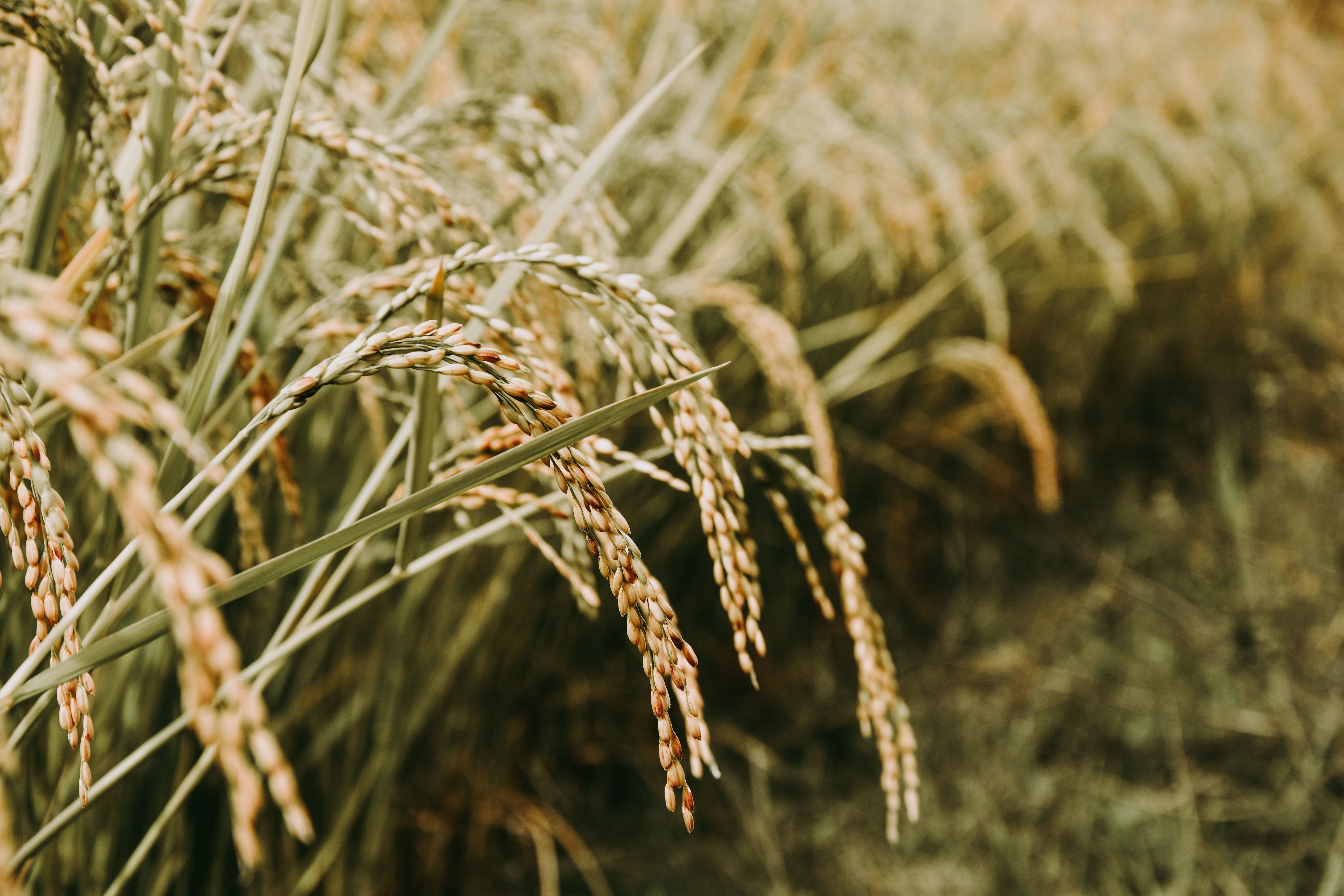 Palay output to plunge from extreme weather