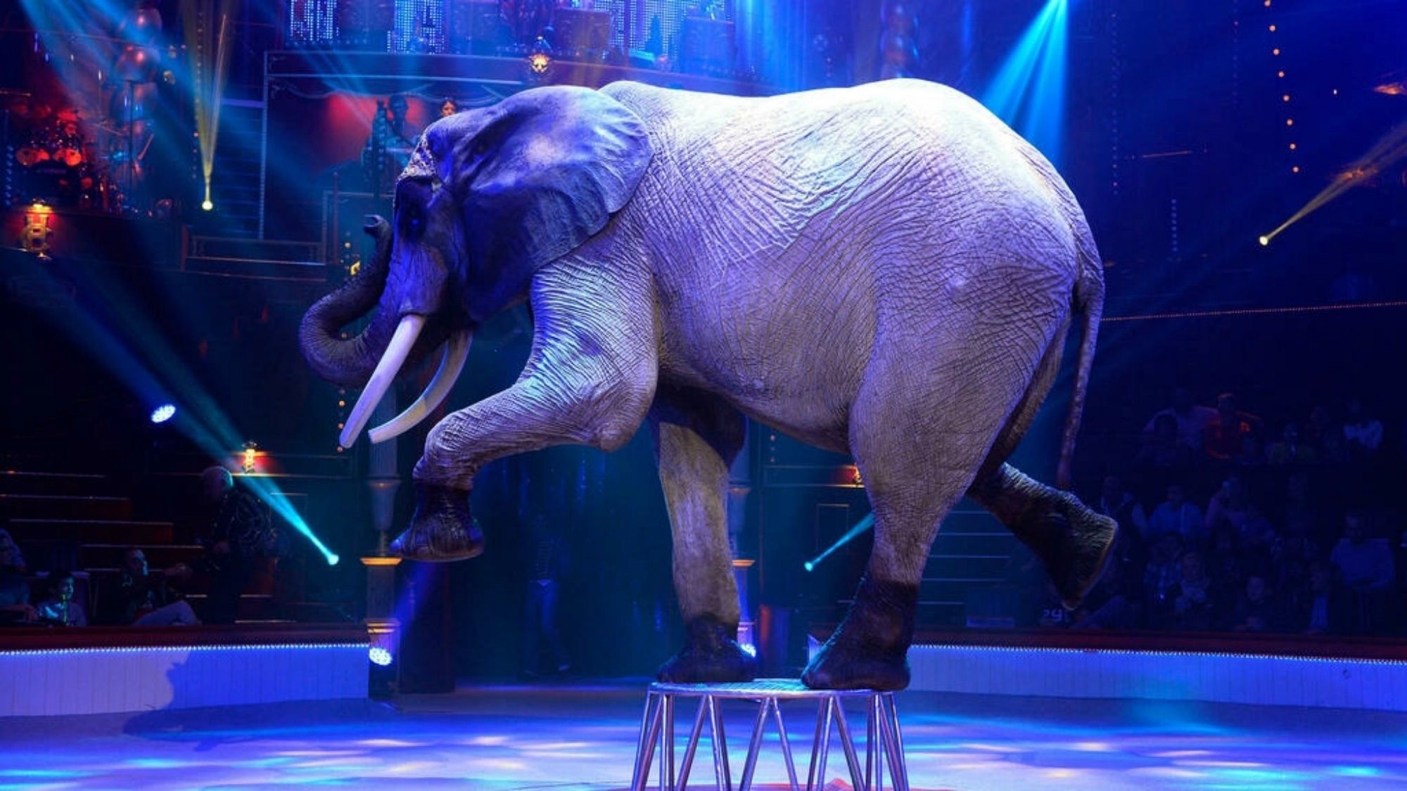 France bans wild animals in circuses photo France24 France bans wild animals in circuses photo France24