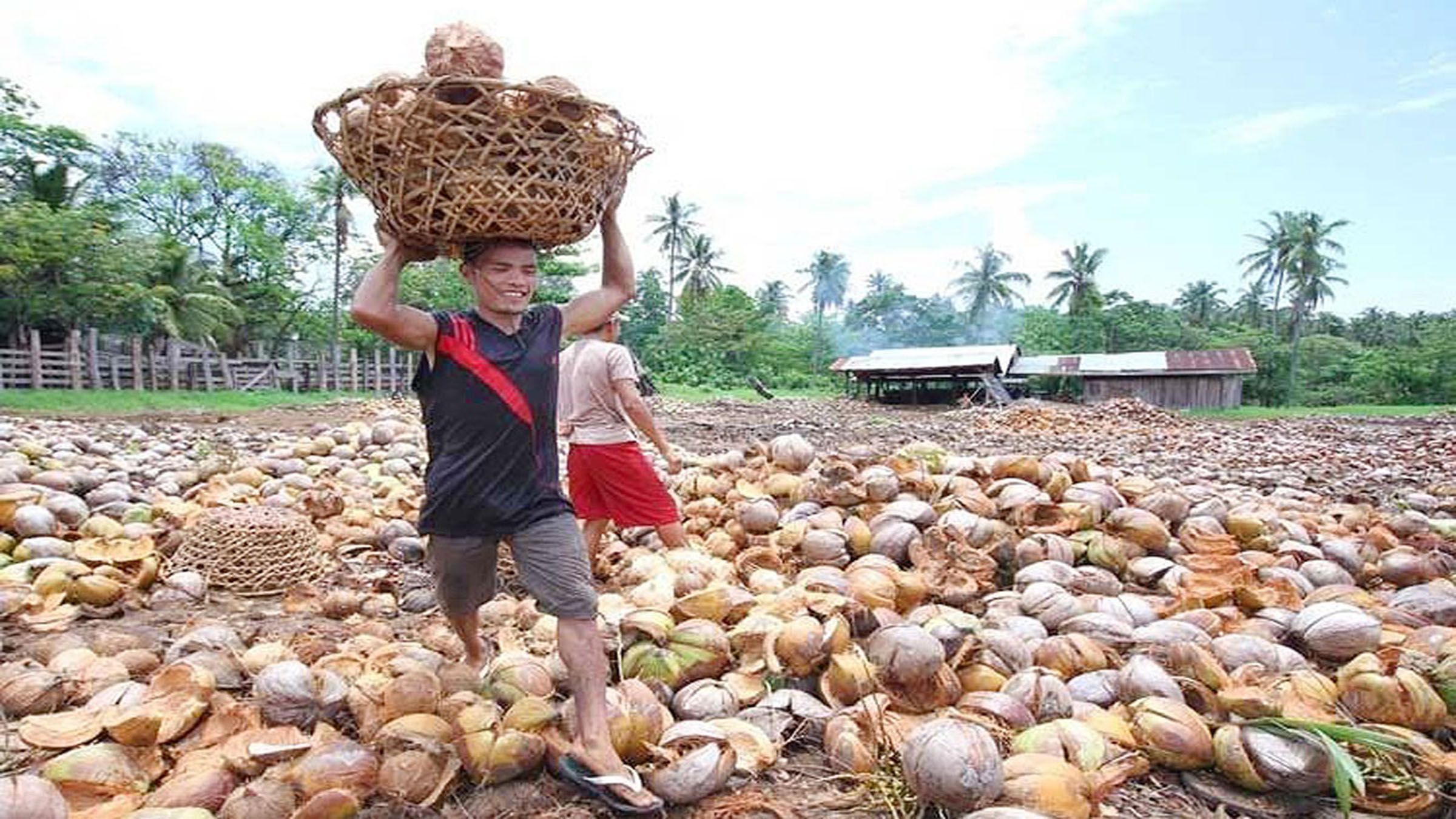 PCA told to hike production, marketing of coconut oil