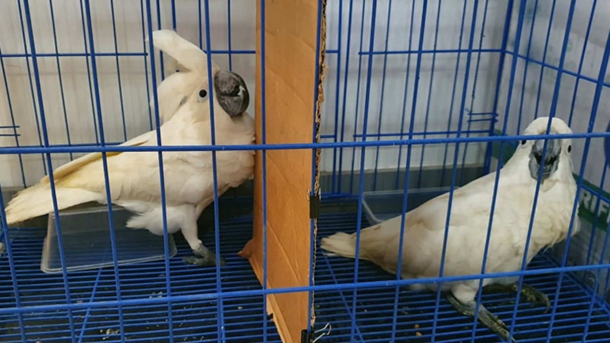 DENR nabs two wildlife traffickers in Bulacan