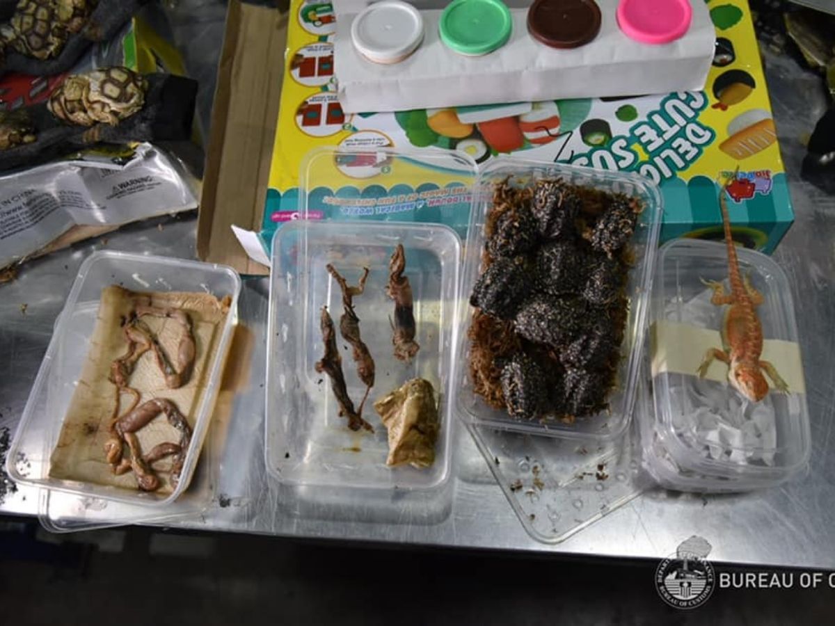 Preserved wildlife specimens seized at NAIA