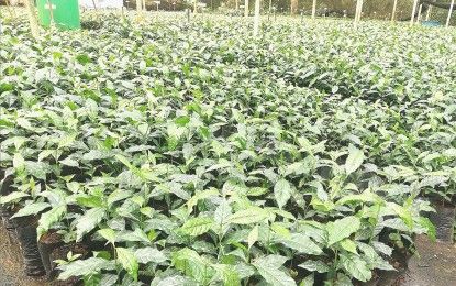 Top goal: 5,000 coffee trees a year 