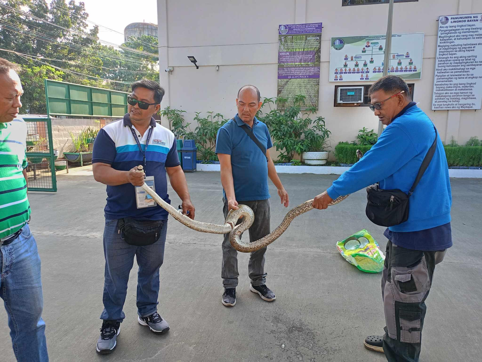 10-feet python in captivity turned over to DENR