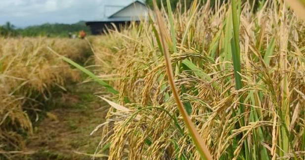 Rice Production in Eastern Visayas Drops by 14.6% in Early 2026