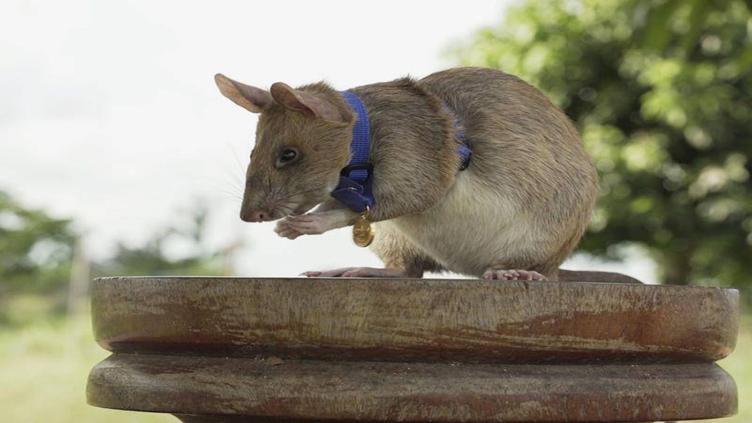Cambodia’s mine-sniffing rat retires