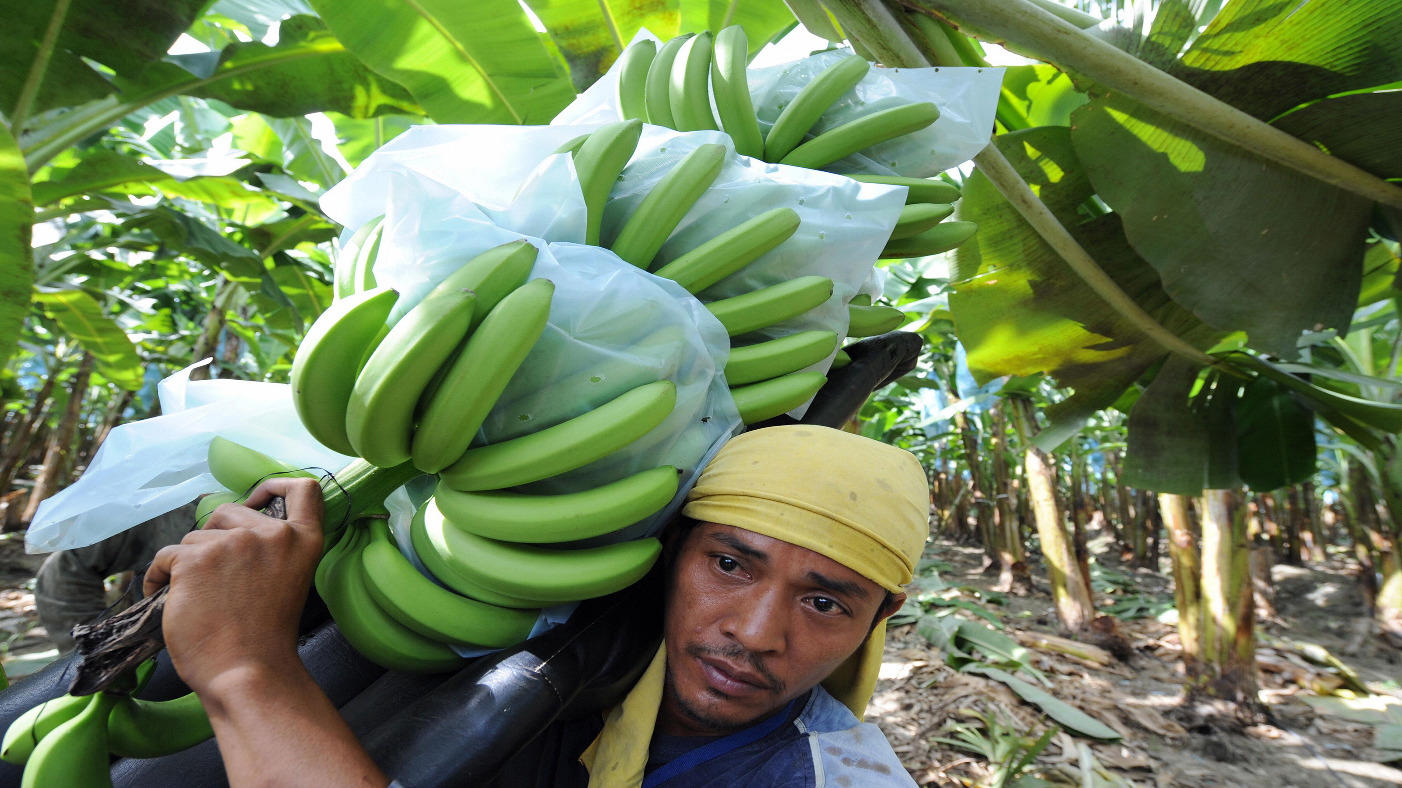 Phl. banana exports hit 5-year low photo Bloomberg